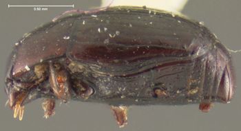 Media type: image;   Entomology 25571 Aspect: habitus lateral view